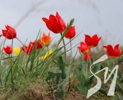 �� 13 ������� ��������� � 650 ������� ������